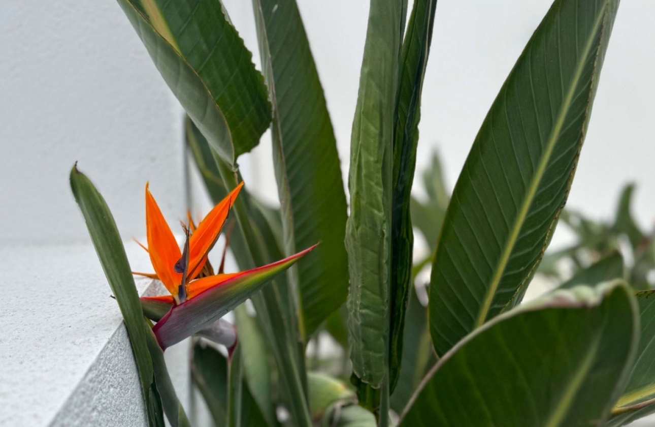 Resale - Villa - Torrevieja - Los Balcones - Los Altos del Edén