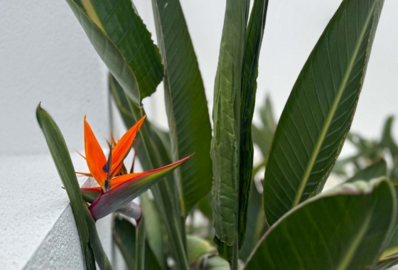 Resale - Villa - Torrevieja - Los Balcones - Los Altos del Edén