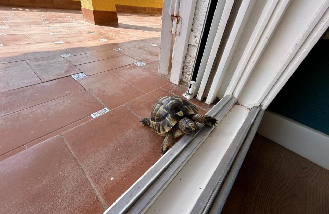 Revente - Villa - San Miguel de Salinas