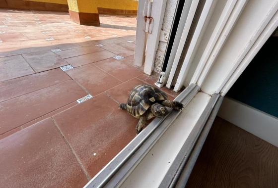 Revente - Villa - San Miguel de Salinas