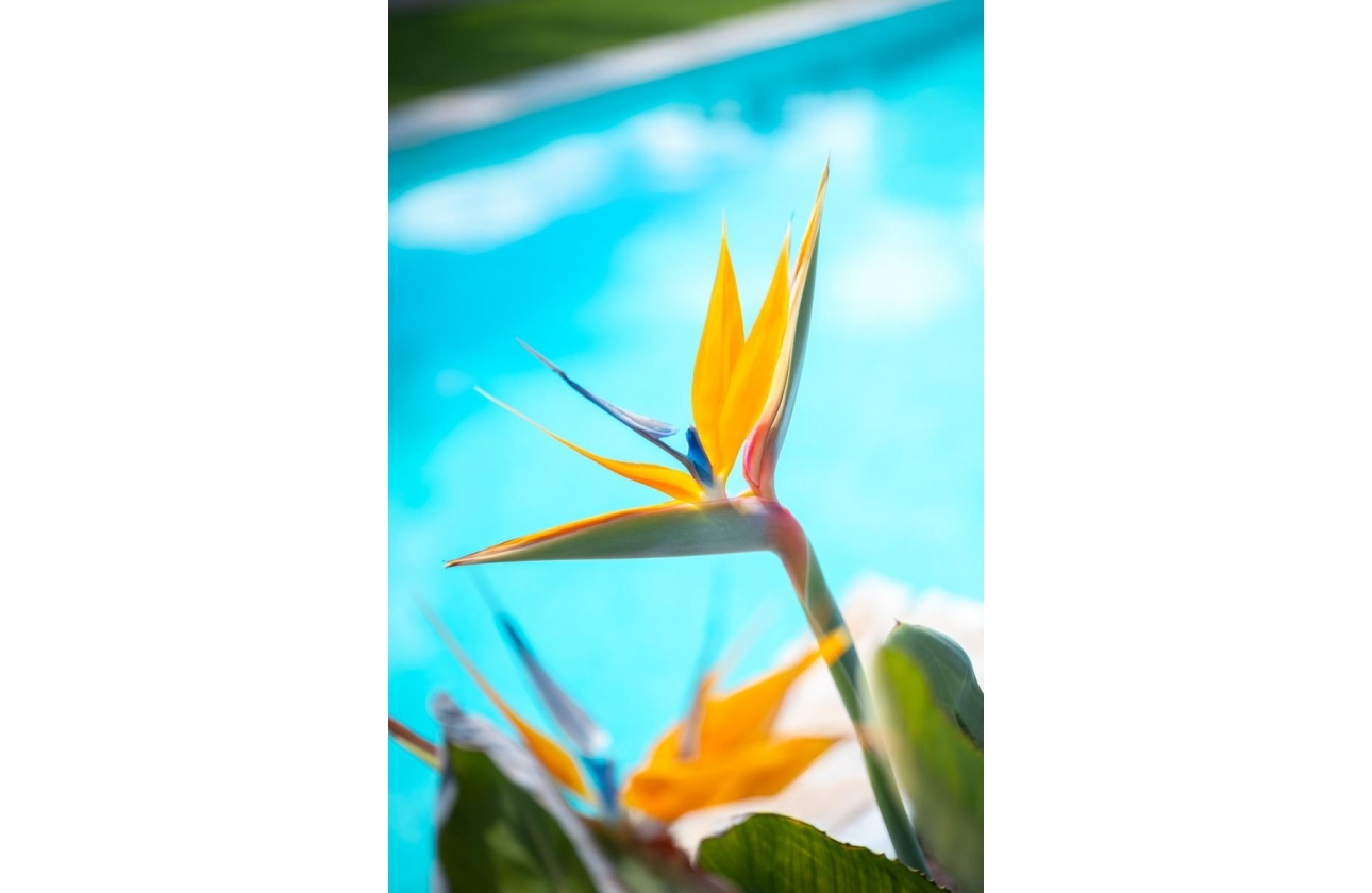 Resale - Apartment / flat - Pilar de la Horadada