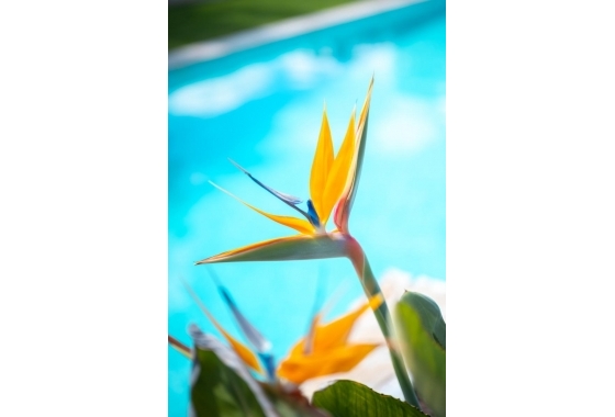 Resale - Apartment / flat - Pilar de la Horadada