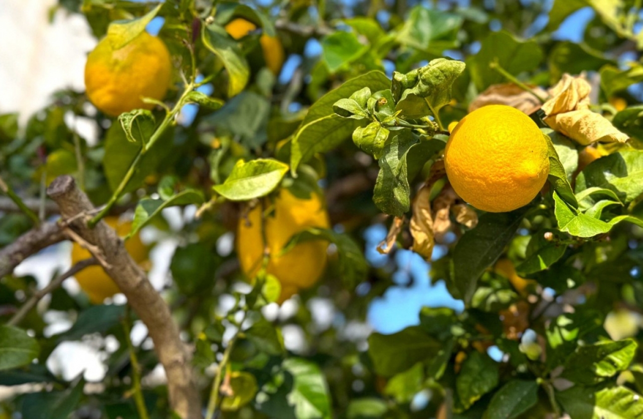 Revente - Villa - Orihuela Costa - Villamartín