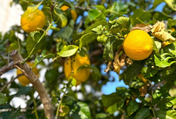 Revente - Villa - Orihuela Costa - Villamartín