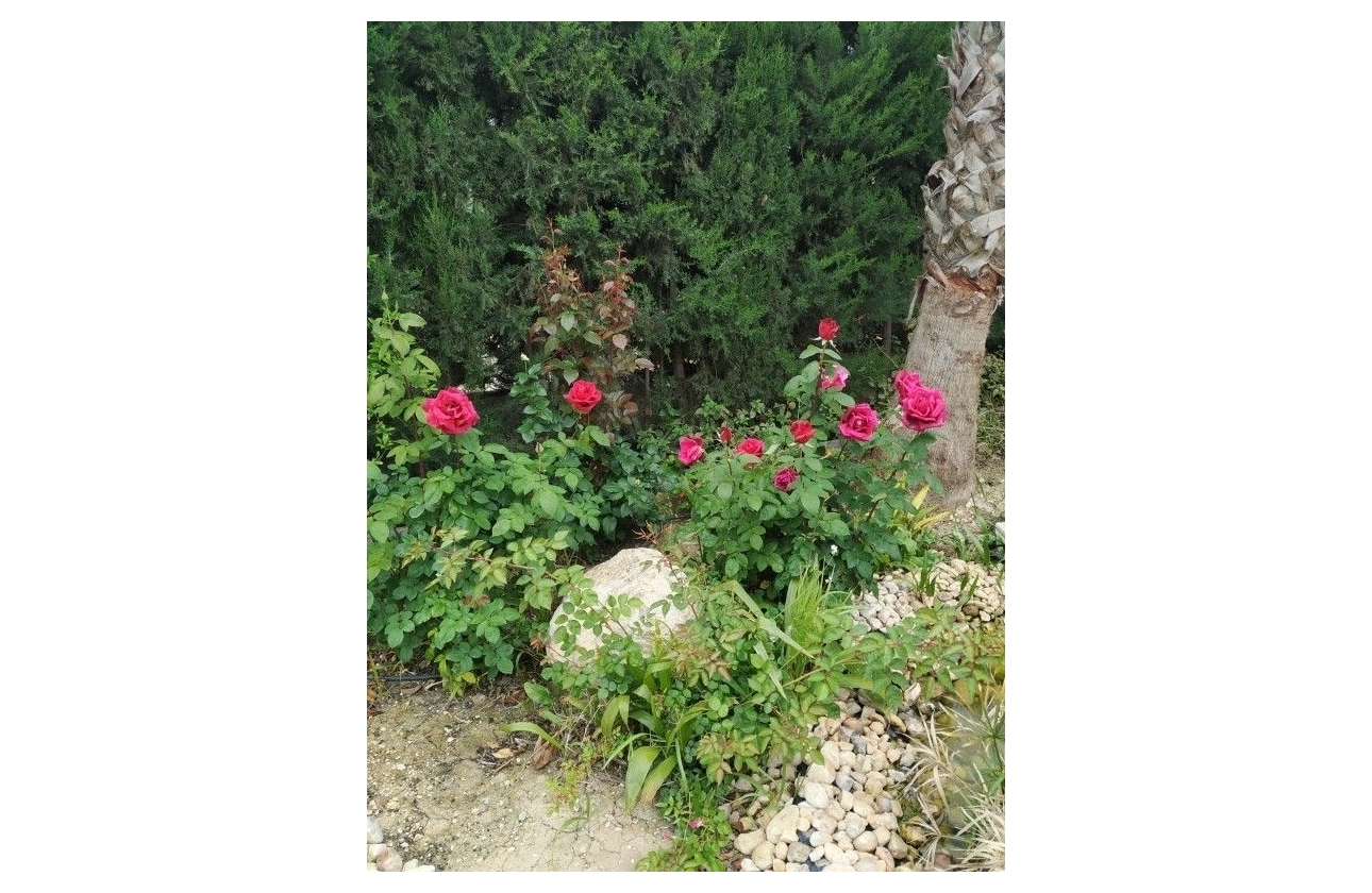 Reventa - Finca / Country Property - Crevillente