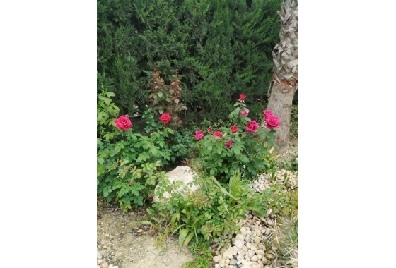 Reventa - Finca / Country Property - Crevillente