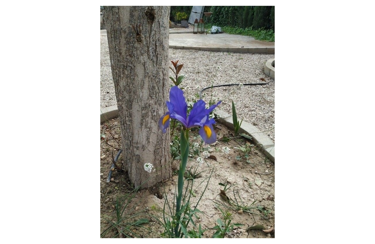 Reventa - Finca / Country Property - Crevillente