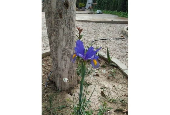 Reventa - Finca / Country Property - Crevillente