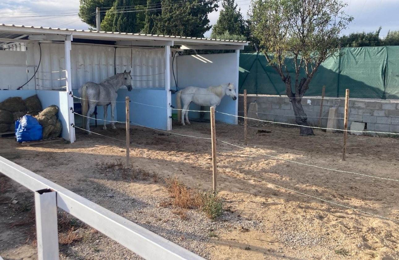 Reventa - Finca / Country Property - Crevillente