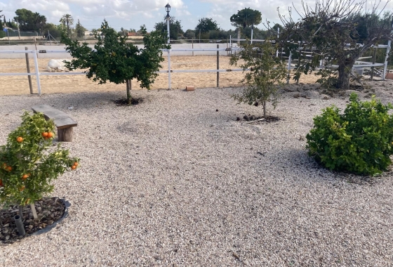 Reventa - Finca / Country Property - Crevillente